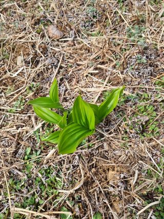 심기섭님의 기타작물 · 영농일지 작성글 사진