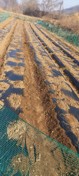 즐겁게 일하는조시형님의 감자 · 영농일지 작성글 사진