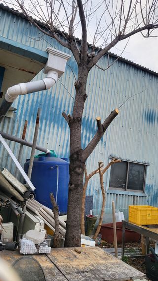 괴동조합장님의 감 · 영농일지 작성글 사진