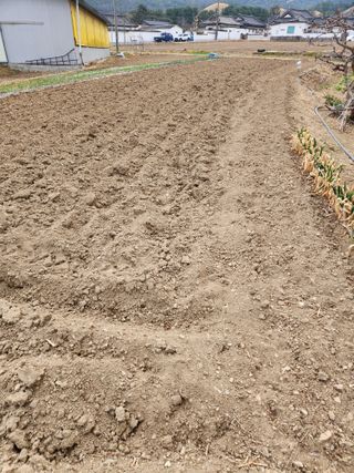 참깨.고추ㆍ박천제님의 마늘 · 영농일지 작성글 사진