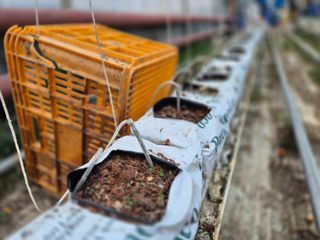 늘햇살팜 님의 기타작물 · 영농일지 작성글 사진