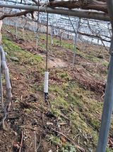 팜모닝 포도·영농일지 게시글 이미지