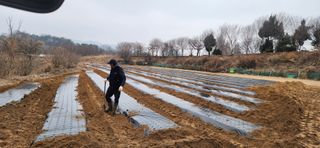 조성현님의 감자 · 영농일지 작성글 사진