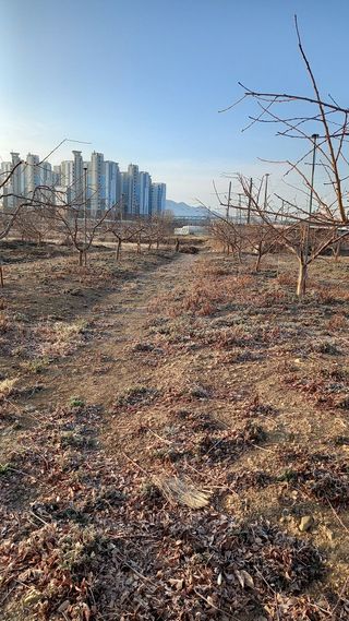 미성농장님의 복숭아 · 영농일지 작성글 사진