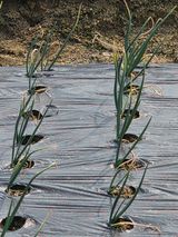 팜모닝 양파·영농일지 게시글 이미지