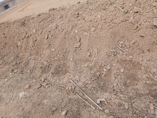 최남옥님의 두릅 · 영농일지 작성글 사진