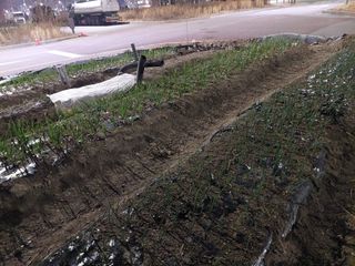 머짱이(덕도리)님의 사과 · 영농일지 작성글 사진