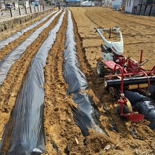 곽희동님의 감자 · 영농일지 작성글 사진