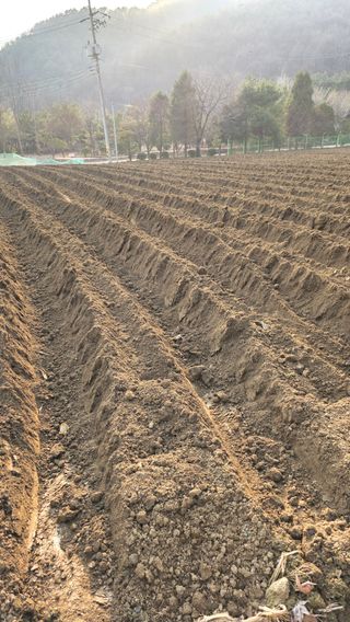 이경옥님의 기타작물 · 영농일지 작성글 사진