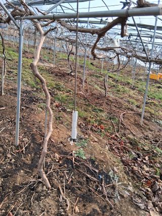 영수농원님의 포도 · 영농일지 작성글 사진