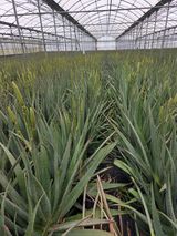 팜모닝 기타작물·영농일지 게시글 이미지