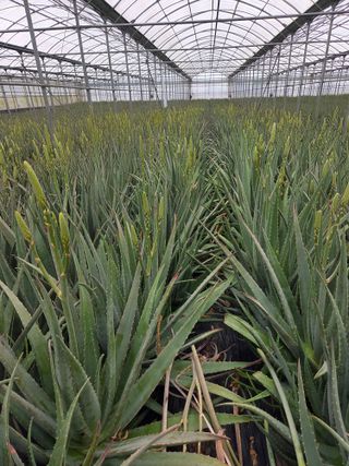 제주온님의 기타작물 · 영농일지 작성글 사진