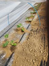 김저팔계님의 작성글 사진