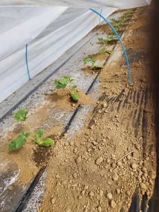 김저팔계님의 기타작물 · 영농일지 작성글 사진