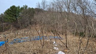 수기님의 두릅 · 영농일지 작성글 사진