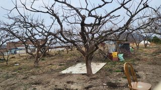 괴동조합장님의 감 · 영농일지 작성글 사진