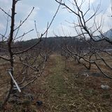 팜모닝 복숭아·영농일지 게시글 이미지