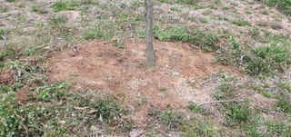 김영진님의 감 · 영농일지 작성글 사진