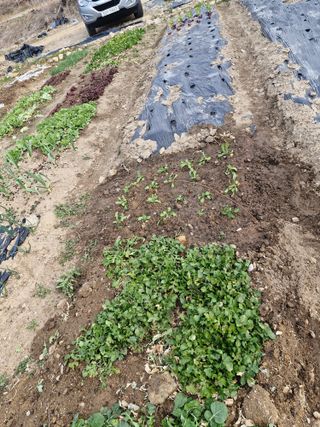 텃밭농사초보님의 기타작물 · 영농일지 작성글 사진