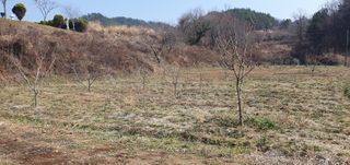 김영진님의 감 · 영농일지 작성글 사진