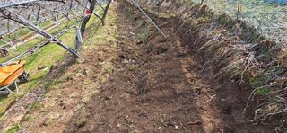 달맛햇복숭아농원님의 복숭아 · 영농일지 작성글 사진