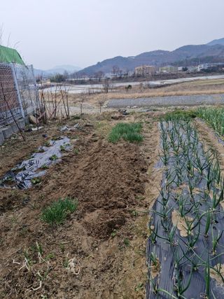 텃밭농사초보님의 기타작물 · 영농일지 작성글 사진