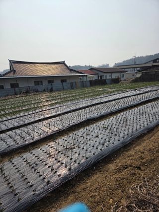 백현호님의 양파 · 영농일지 작성글 사진