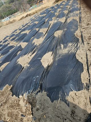 김해열님의 감자 · 영농일지 작성글 사진