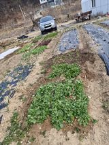 팜모닝 기타작물·영농일지 게시글 이미지