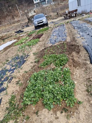 텃밭농사초보님의 기타작물 · 영농일지 작성글 사진