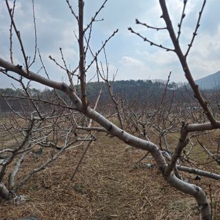 동동예행복농장님의 복숭아 · 영농일지 작성글 사진
