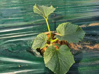 김혜라님의 기타작물 · 영농일지 작성글 사진