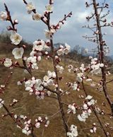 팜모닝 기타작물·영농일지 게시글 이미지