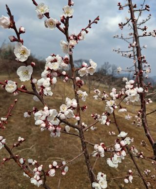 철남 김희곤님의 기타작물 · 영농일지 작성글 사진