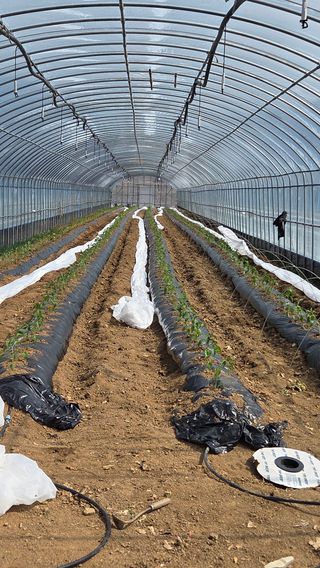 한밭농원님의 고추 · 영농일지 작성글 사진