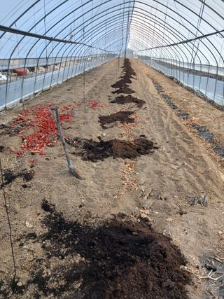 자기왕사랑해님의 두릅 · 영농일지 작성글 사진