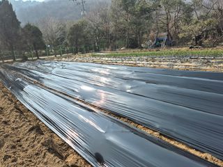 이경옥님의 고추 · 영농일지 작성글 사진