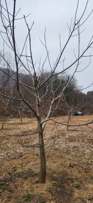 최군환님의 기타작물 · 영농일지 작성글 사진