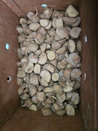 장문업 님의 감자 · 영농일지 작성글 사진