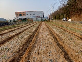 전원수님의 토마토 · 영농일지 작성글 사진