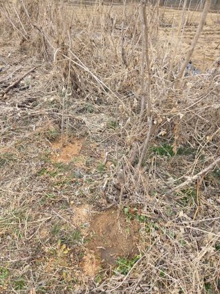 정민지호맘님의 기타작물 · 영농일지 작성글 사진