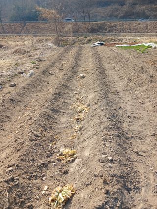 이영숙님의 감자 · 영농일지 작성글 사진