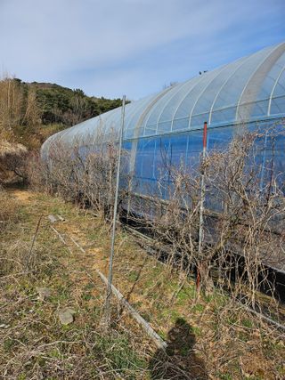 서정훈 님의 사과 · 영농일지 작성글 사진