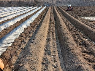 김홍중님의 기타작물 · 영농일지 작성글 사진