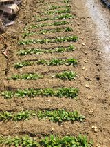 알렉산더님의 작성글 사진