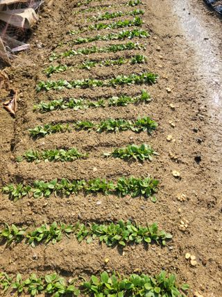 알렉산더님의 양파 · 영농일지 작성글 사진