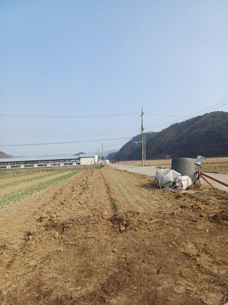 전원수님의 토마토 · 영농일지 작성글 사진