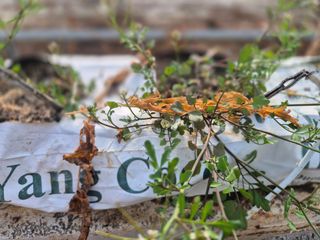 늘햇살팜 님의 기타작물 · 영농일지 작성글 사진