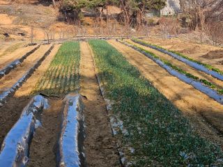 이호봉님의 감자 · 영농일지 작성글 사진