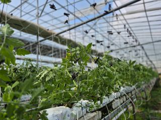 늘햇살팜 님의 기타작물 · 영농일지 작성글 사진